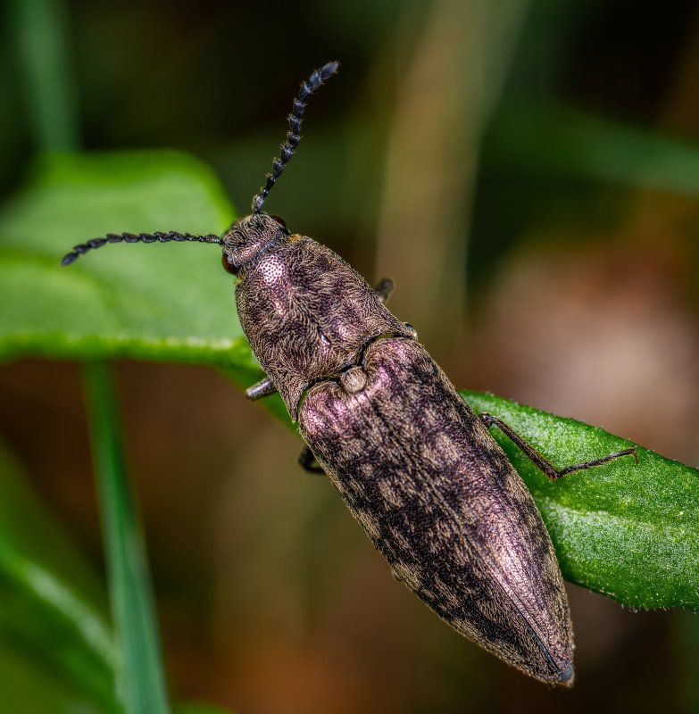 Harpalus distinguendus