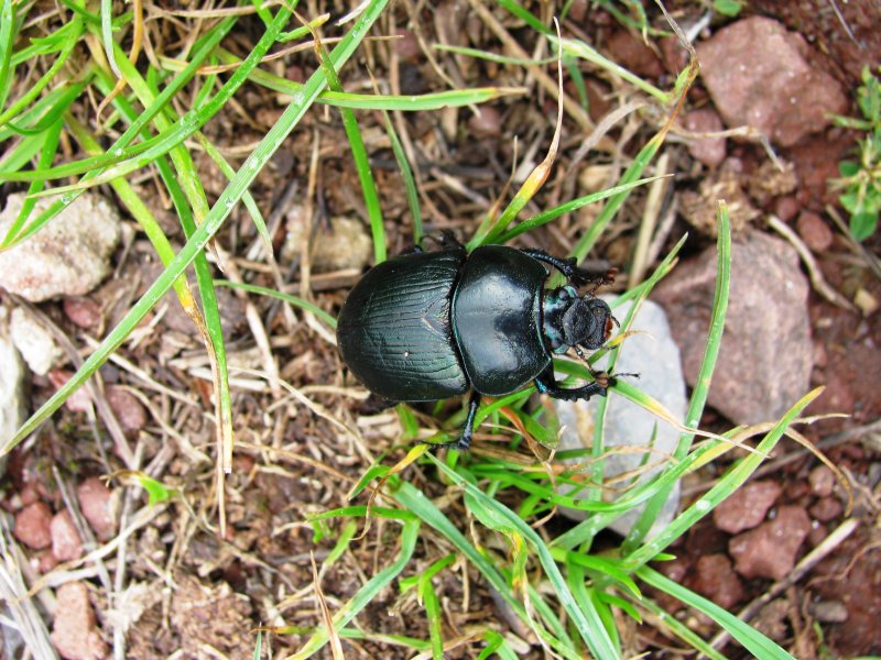 Calosoma (Campalita) auropunctatum