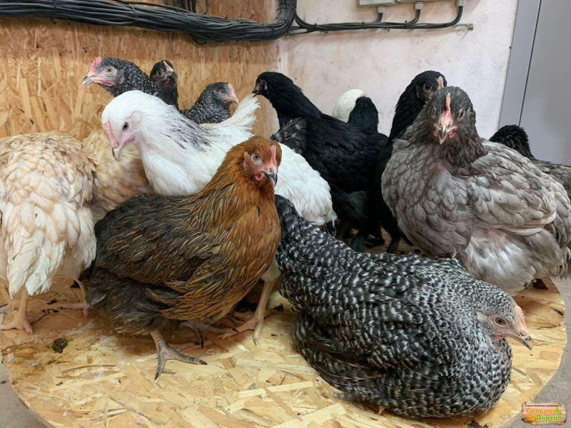 Цыплята кур Доминант