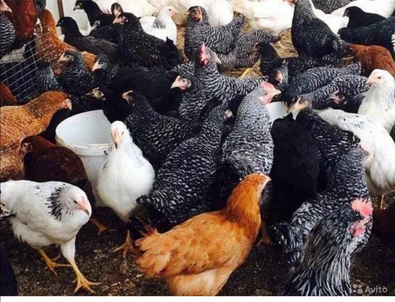 Куры Доминант Суссекс