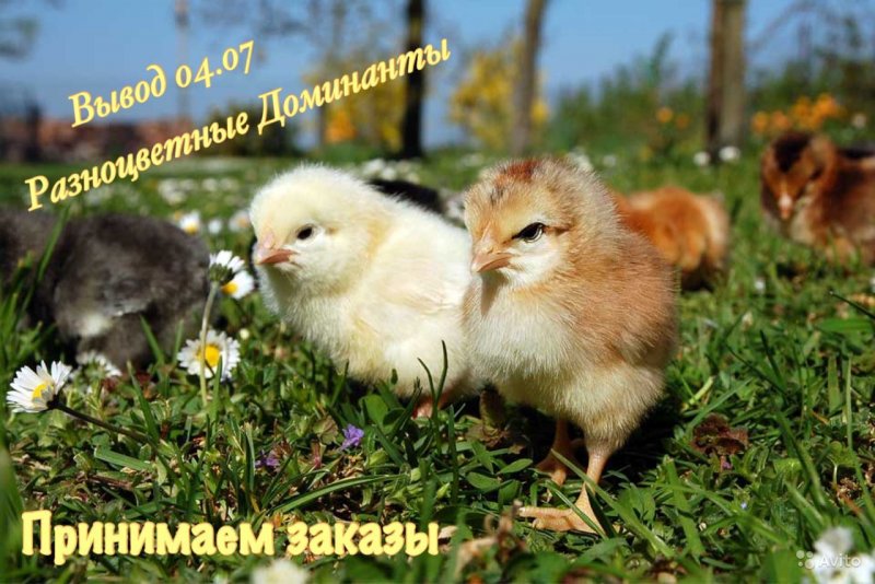 Цыпленок или ципленок как правильно