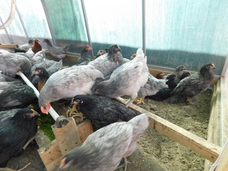 Куры несушки коралл ник
