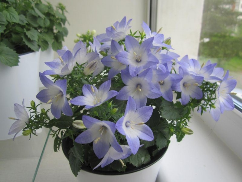 Campanula Dark