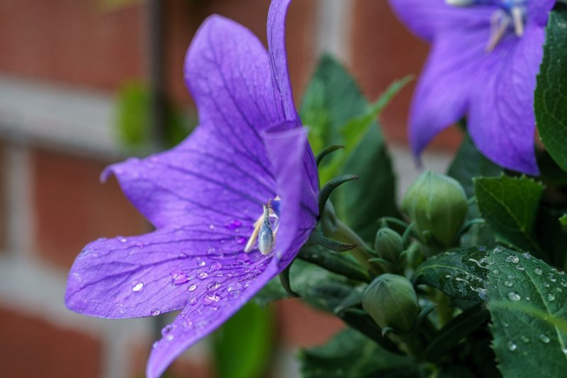 Campanula Seraglio