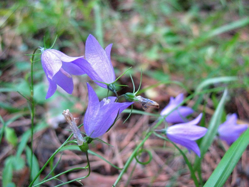 Колокольчик Безенгийский Campanula bessenginica