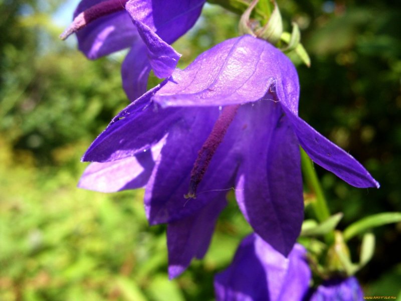 Кампанула Блауранка