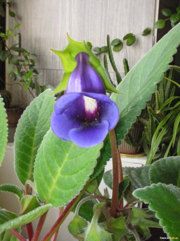 Кампанула изофилла