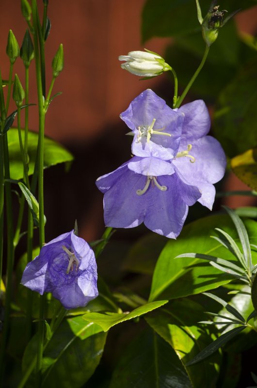 Цветок колокольчик фото бордовый крупный