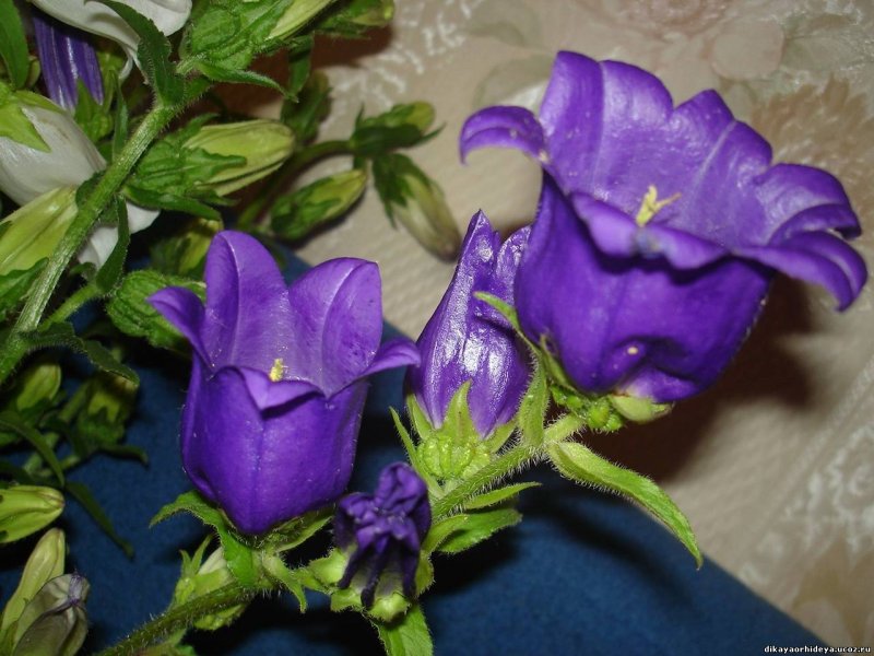 Кампанула Блауранка