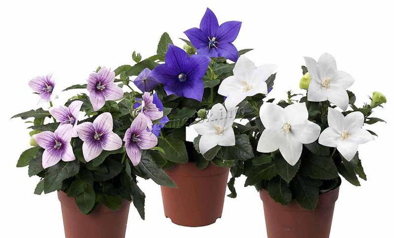 Колокольчик Безенгийский Campanula bessenginica