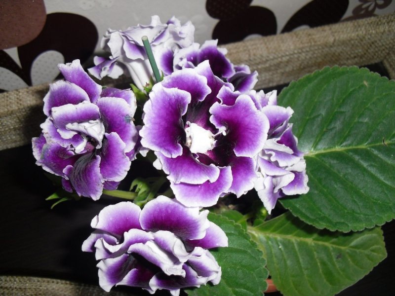 Кампанула отцвела