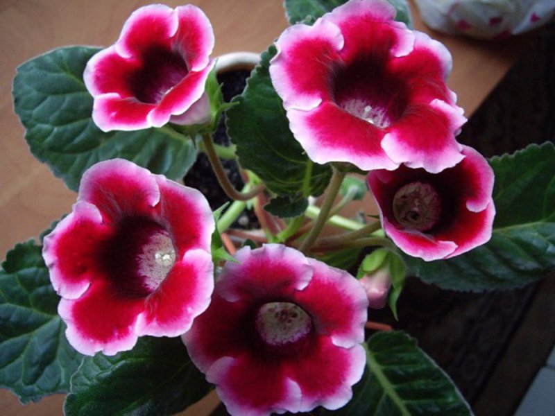 Глоксиния Виолацеа violacea