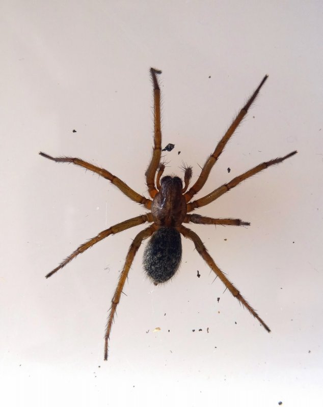 Паук Badumna insignis
