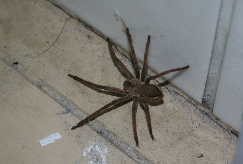 Amaurobius Ferox