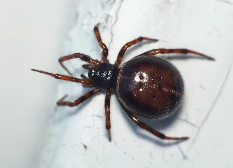 Домовой паук Tegenaria domestica черный
