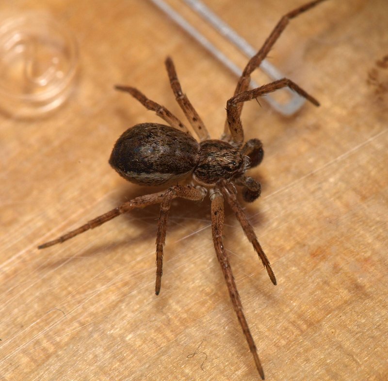 Паук Badumna insignis