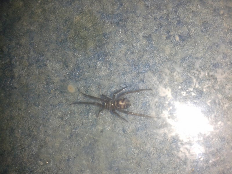 Sequined Spider