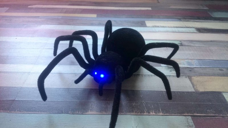 Tegenaria Agrestis