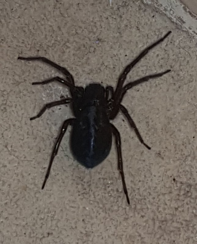 Паук giant House Spider. Tegenaria gigantea