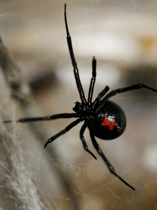 Brown Recluse Spider паук