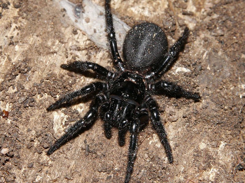 Кокон паука Steatoda