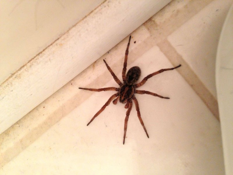 Grammostola pulchra граммостола пульхра