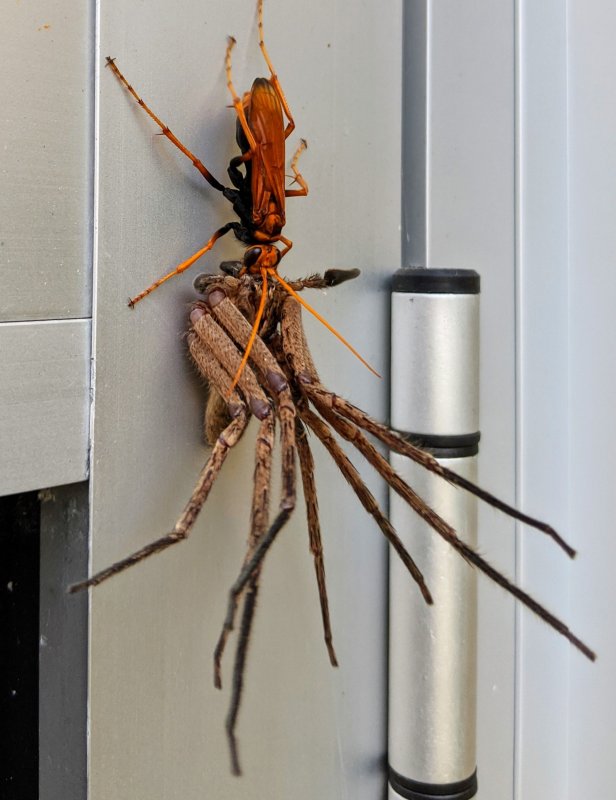Huntsman Spider паук-охотник