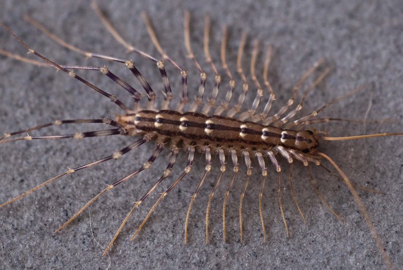 Scutigera coleoptrata