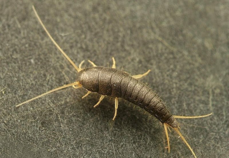 Чешуйница (lepisma saccharina)