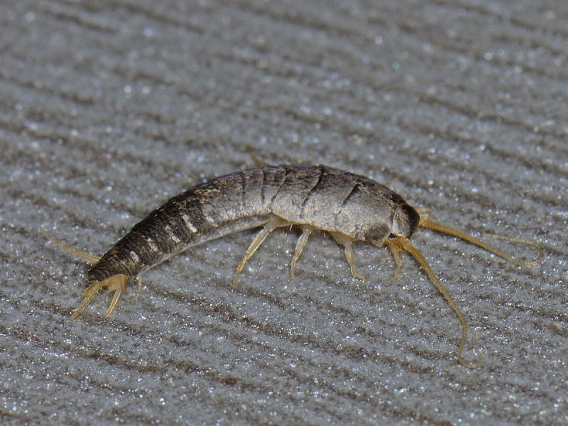 Чешуйница (lepisma saccharina)