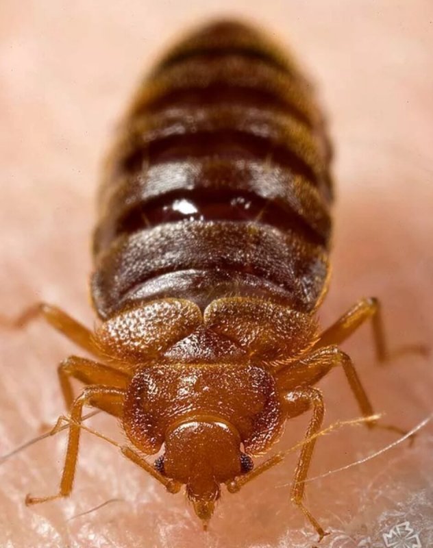 Чешуйница (lepisma saccharina)
