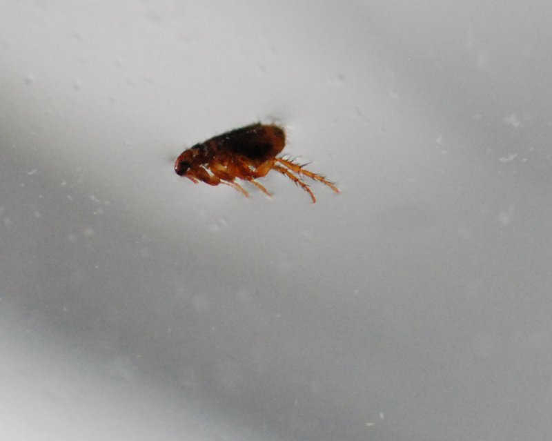 Hystrichopsylla talpae