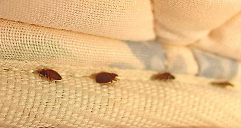 Cimex lectularius препарат