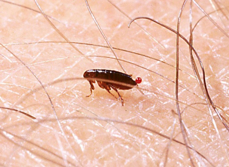 Ctenocephalides Felis