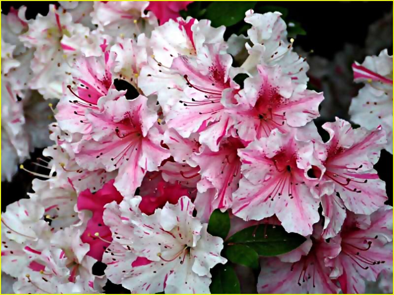 Азалия/рододендрон (Rhododendron Alfred c4)