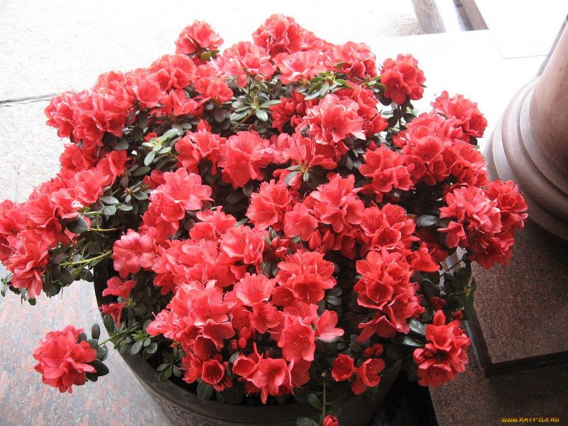 Азалия коралловая комнатная