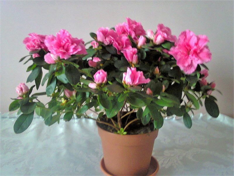 Rhododendron simsii в горшок
