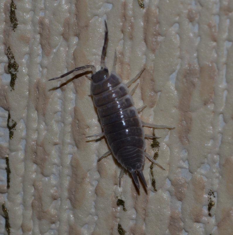 Lepisma saccharina
