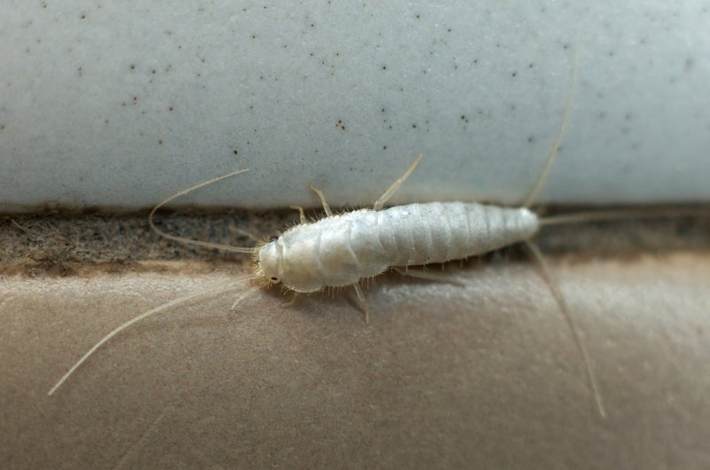 Чешуйница (lepisma saccharina)