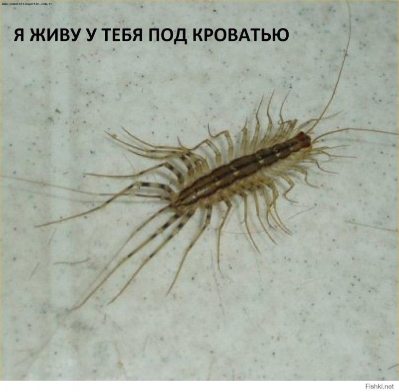 Таракан Бернштейна