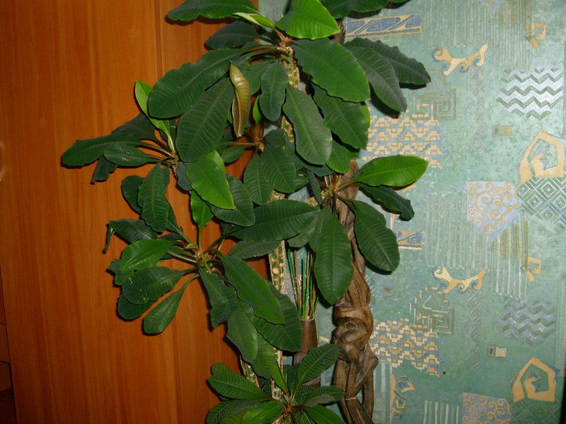 Фикус молочай