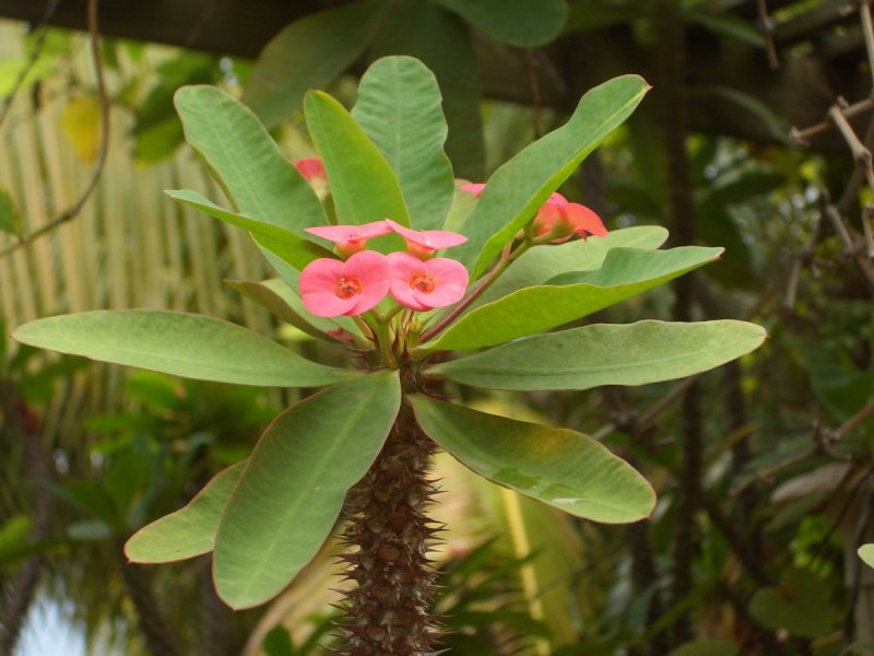 Молочай (Euphorbia)