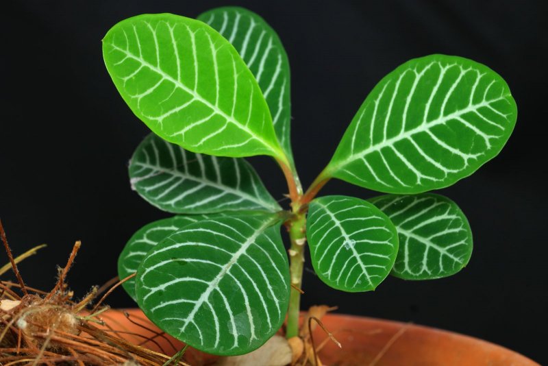Молоча̀й беложильчатый – Euphorbia leuconeura