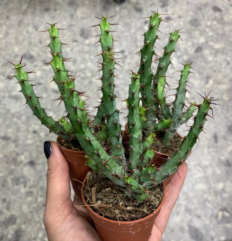 Молочай leuconeura