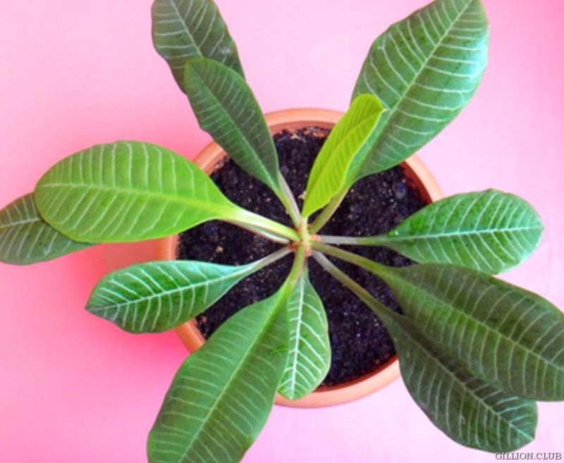 Молочай беложильчатый (Euphorbia leuconeura)