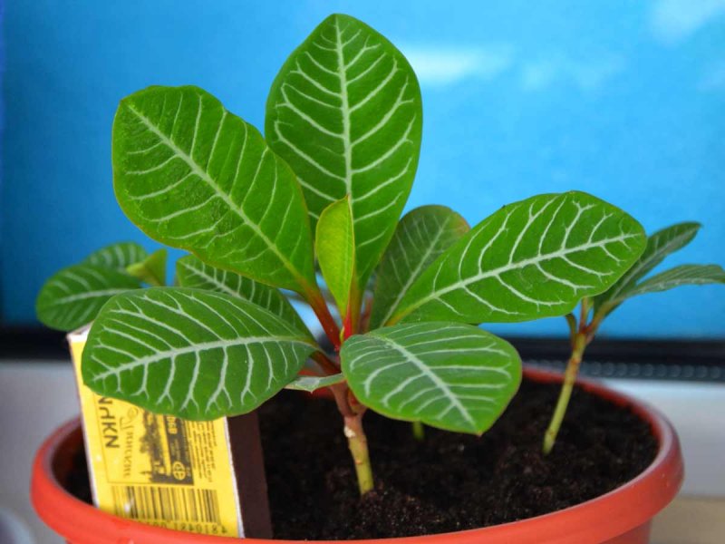 Молочай треугольный (Euphorbia Trigona)