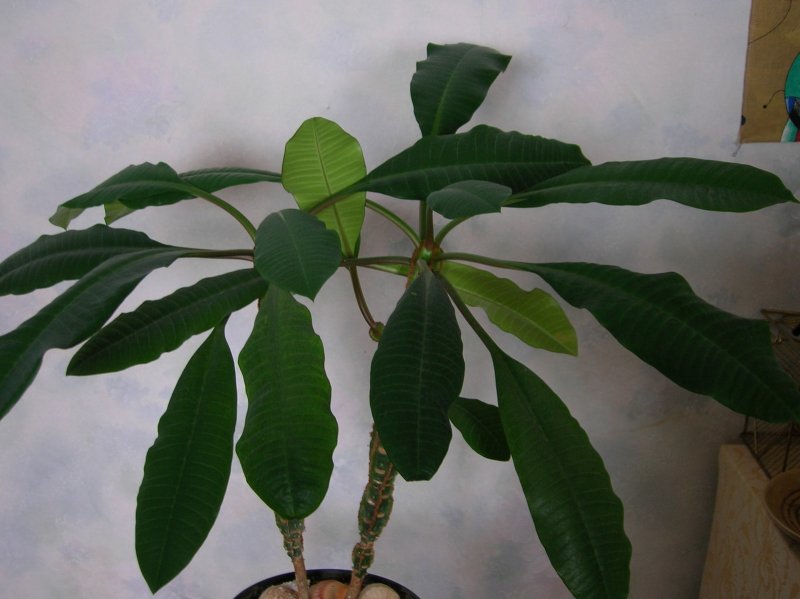 Молочай (Euphorbia)