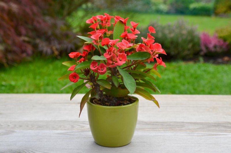Молочай миля (Euphorbia milii