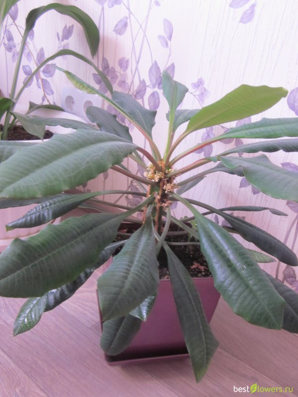 Кактус Euphorbia enopla Цветущий