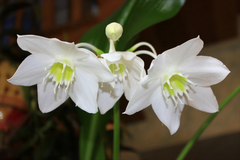 Лилия (Амазонская Лилия эухарис)